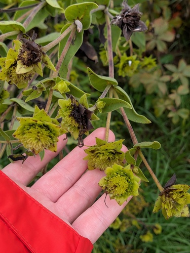 Silphium integrifolium, photograph 1