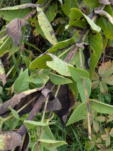 Silphium integrifolium, photograph 2