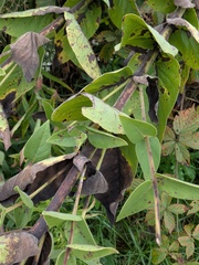 Silphium integrifolium, photograph (c) Michael, Antoni and Nihat Hinczewski, some rights reserved (CC BY)