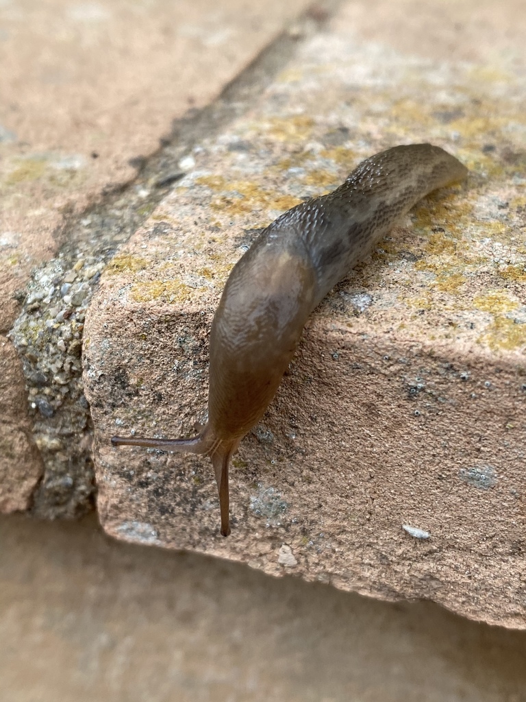 Limax corsicus