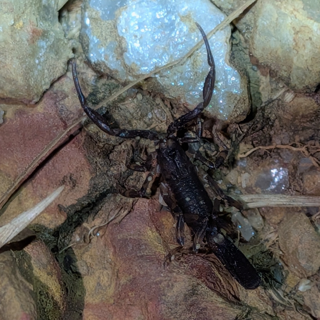 Ananteris dacostai