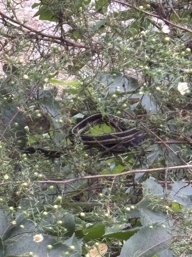Eastern Garter Snake