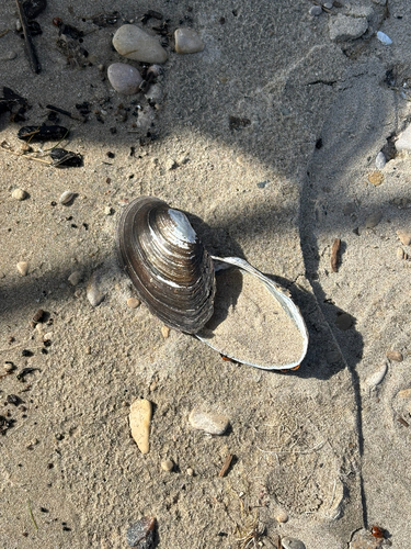 Giant Floater