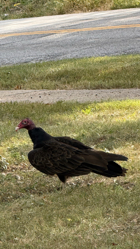 Turkey Vulture