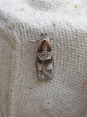 Decodes macdunnoughi