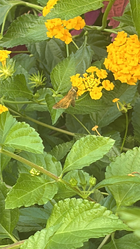 Huron Skipper