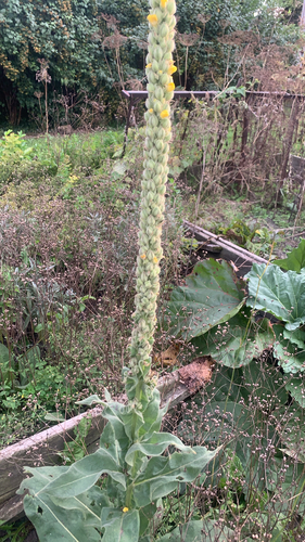 great mullein