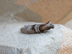 Decodes macdunnoughi