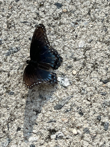 Red-spotted Admiral