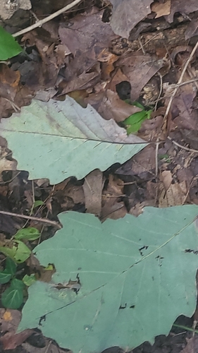 Quercus muehlenbergii, photograph 6