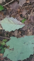 Quercus muehlenbergii, photograph author not stated, no rights reserved
