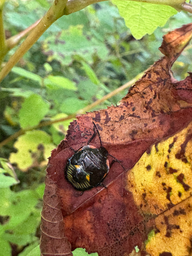 Green Stink Bug