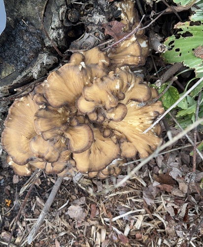 hen of the woods