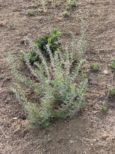 Trichostema lanceolatum, photograph 6