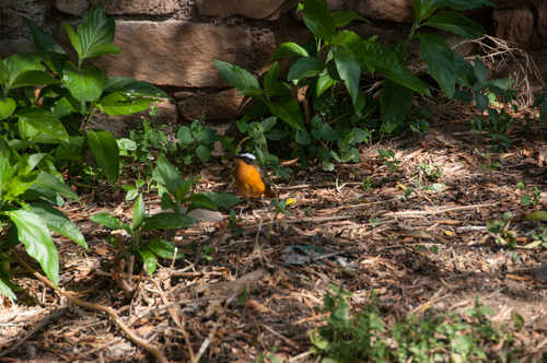 Rüppell's Robin-Chat
