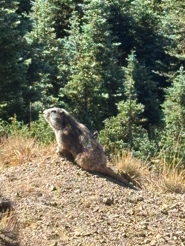 Olympic Marmot observed by tetracerus