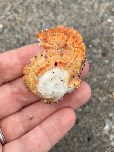 Spondylus tenuis observed 2026-09-20