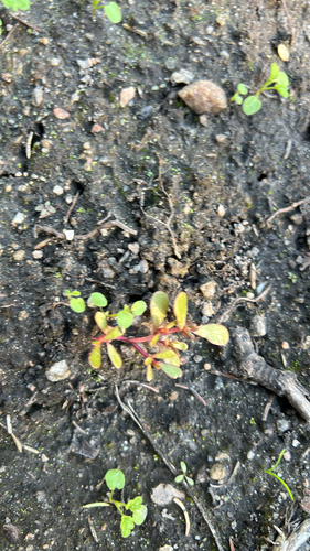Common Purslane