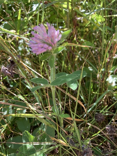 Red Clover