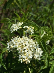 Sambucus australis, photograph (c) Rocío Esmeralda Pose, some rights reserved (CC BY)