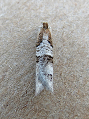 Decodes macdunnoughi