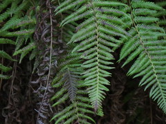 Amauropelta argentina