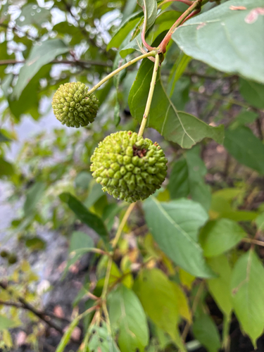 buttonbush