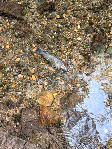 Rainbow Trout