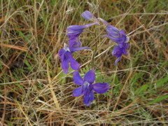 Delphinium bicolor