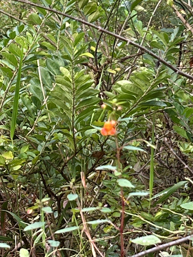 common jewelweed