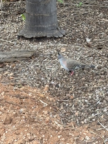 Crested Pigeon