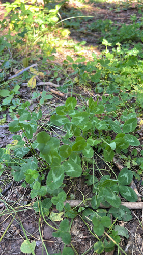Red Clover