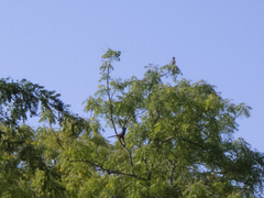 Coccyzus longirostris