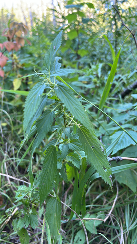 slender stinging nettle