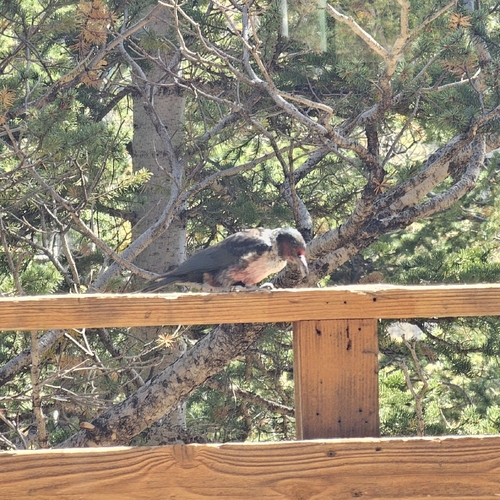 Lewis's Woodpecker