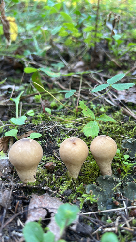 Pear-shaped Puffball