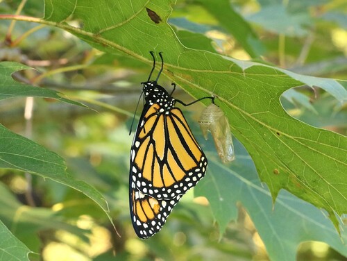 Monarch