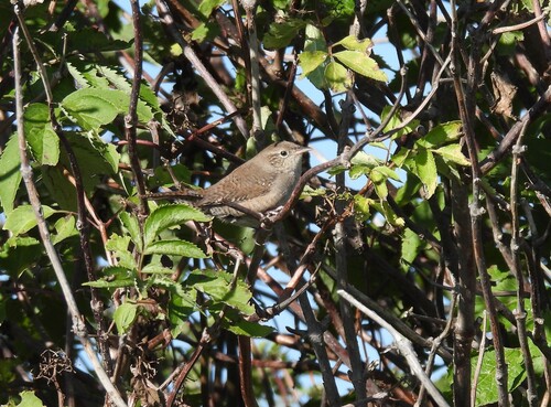 Northern House Wren