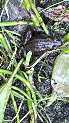 Wood Frog