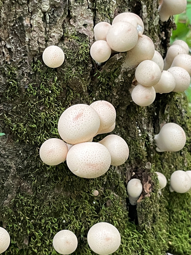 Pear-shaped Puffball