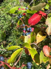 Viburnum cassinoides, photograph author not stated, no rights reserved