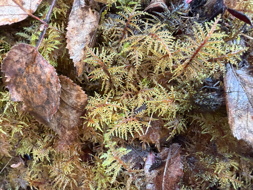 stairstep moss