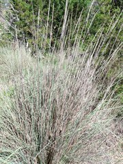 Muhlenbergia lindheimeri