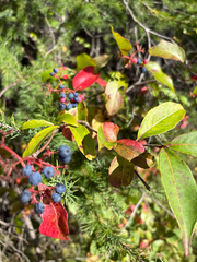 Viburnum cassinoides, photograph author not stated, no rights reserved