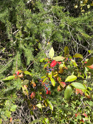 Viburnum cassinoides, photograph 6