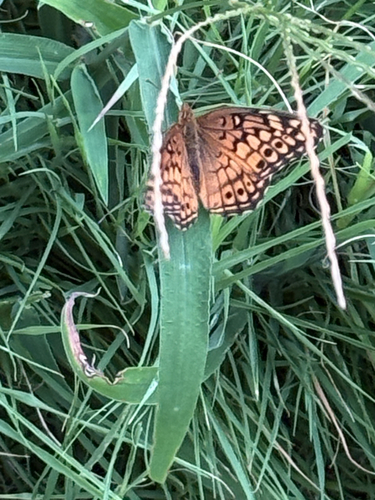 Variegated Fritillary