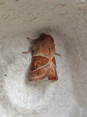 Lemmeria digitalis