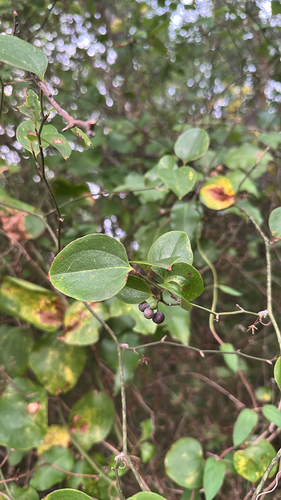 roundleaf greenbrier