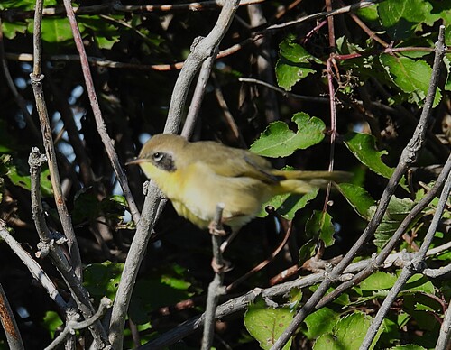Common Yellowthroat