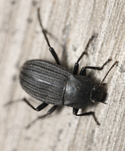 Three-ribbed Darkling Beetle